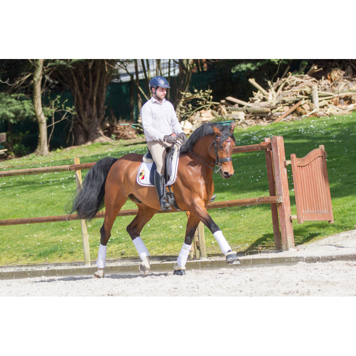 Hongre cavalier junior au Luxembourg