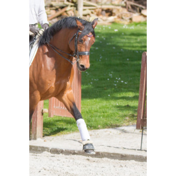 Hongre cavalier junior au Luxembourg