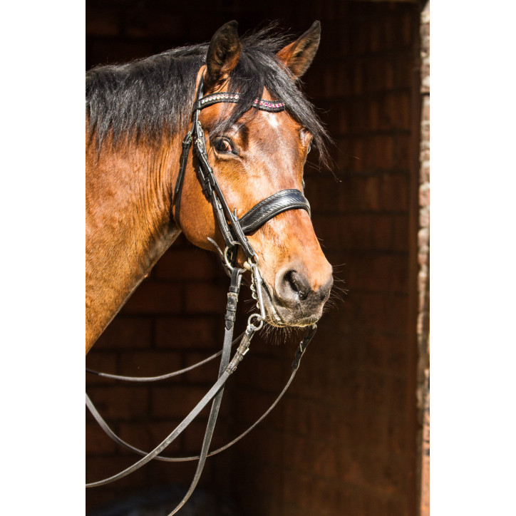 Hongre cavalier junior au Luxembourg