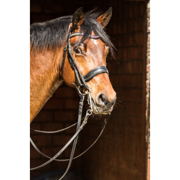 Hongre cavalier junior au Luxembourg