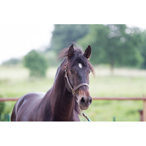 Etalon de Dressage niveau 4