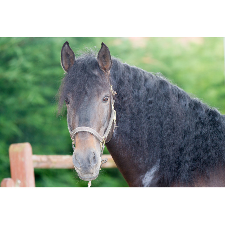 Etalon de Dressage niveau 4