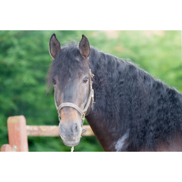 Etalon de Dressage niveau 4