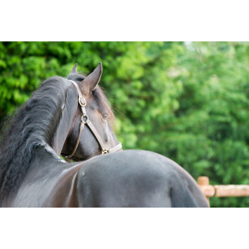 Etalon de Dressage niveau 4