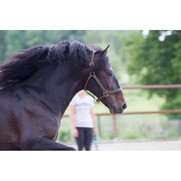 Etalon de Dressage niveau 4