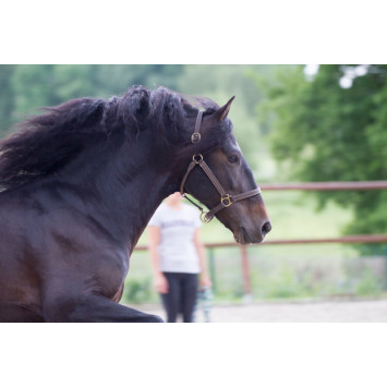 Etalon de Dressage niveau 4
