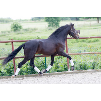 Etalon de Dressage niveau 4