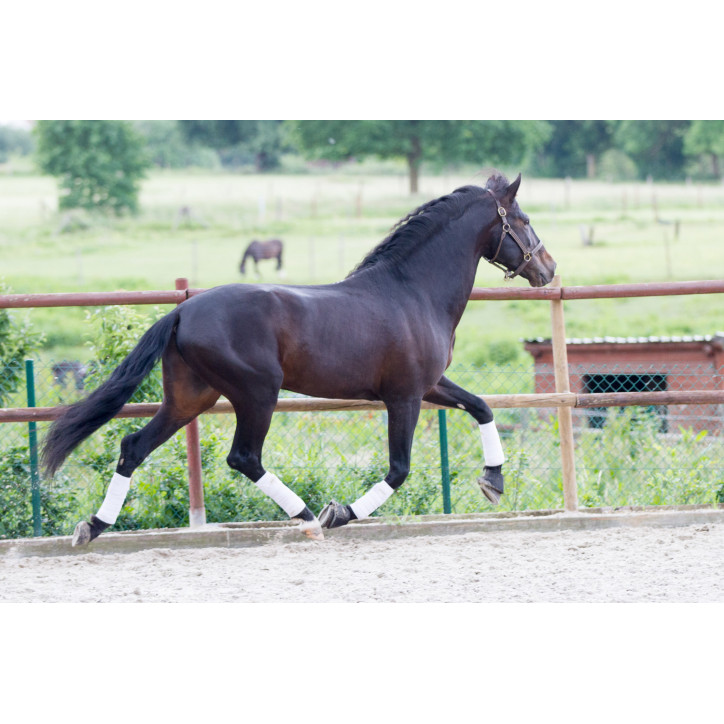 Etalon de Dressage niveau 4