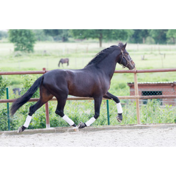 Etalon de Dressage niveau 4