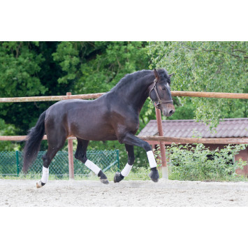 Etalon de Dressage niveau 4