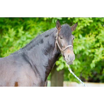 Etalon de Dressage niveau 4