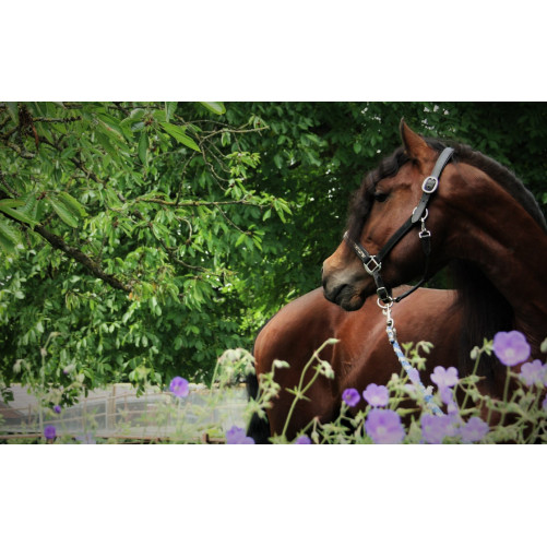 Étalon dressage