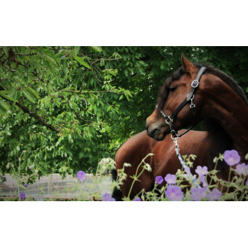 Étalon dressage