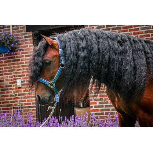 Étalon dressage