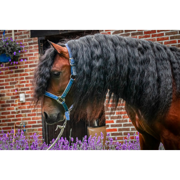 Étalon dressage