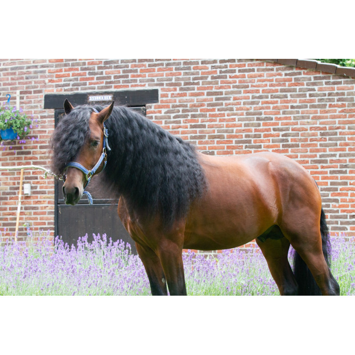 Étalon dressage