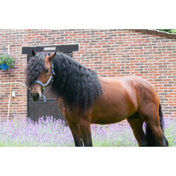 Étalon dressage