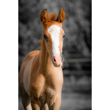 Etalon PRE 4 ans