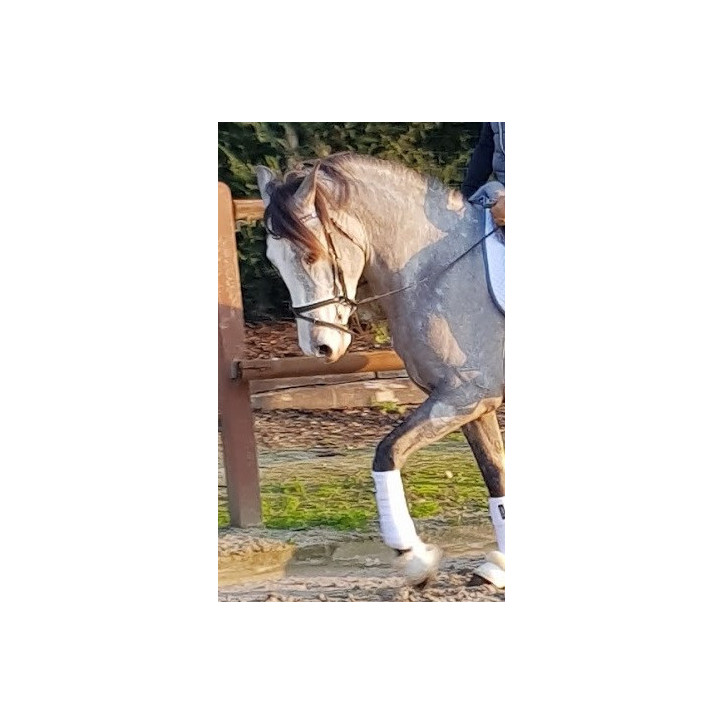 Etalon PRE 4 ans