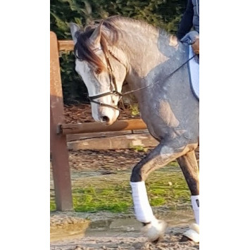 Etalon PRE 4 ans