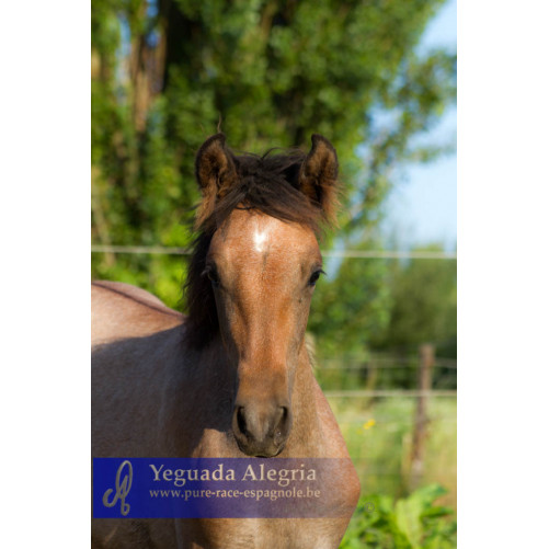Jument Dressage