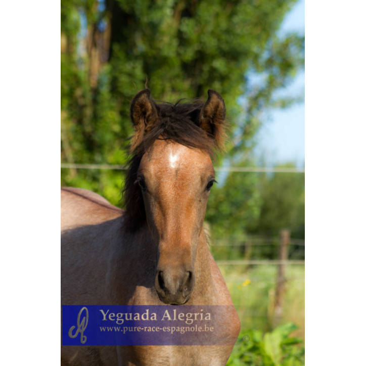 Jument Dressage