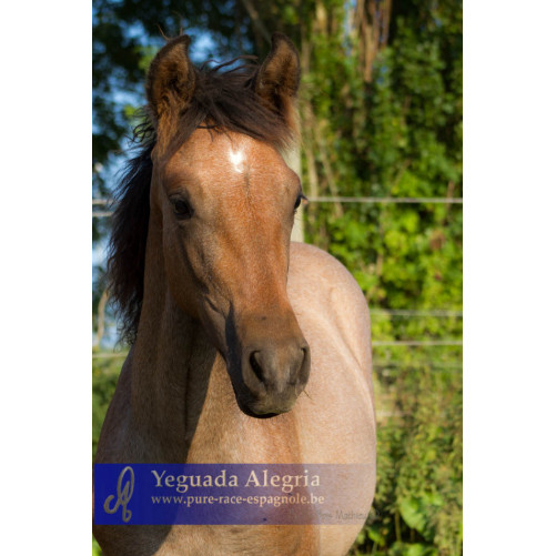 Jument Dressage