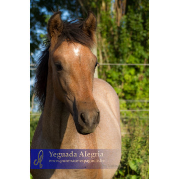 Jument Dressage