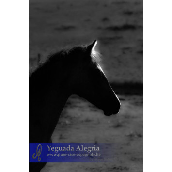 Jument Dressage