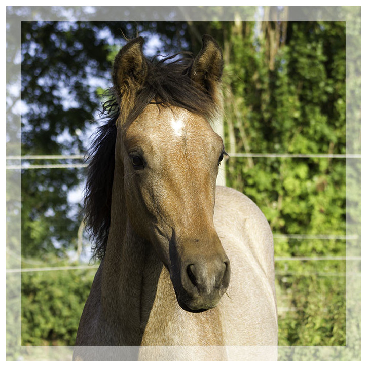 Jument Dressage
