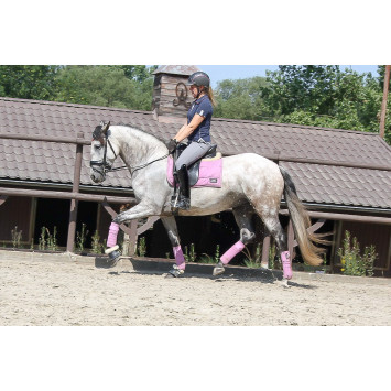 Jument Dressage