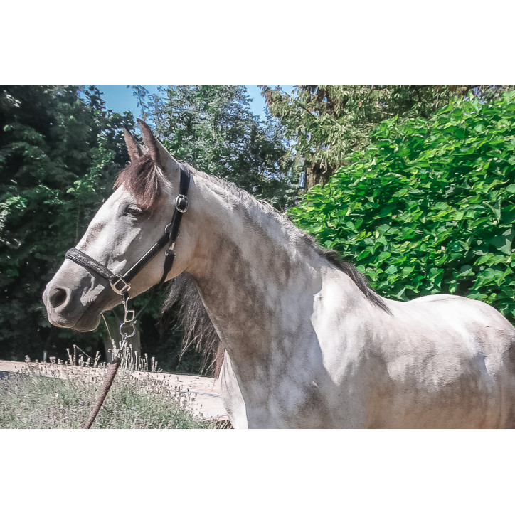 Jument Dressage