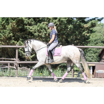 Jument Dressage