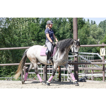 Jument Dressage