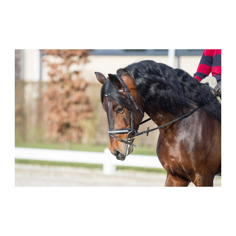 Etalon Dressage USA