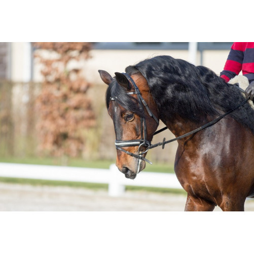 Etalon Dressage USA