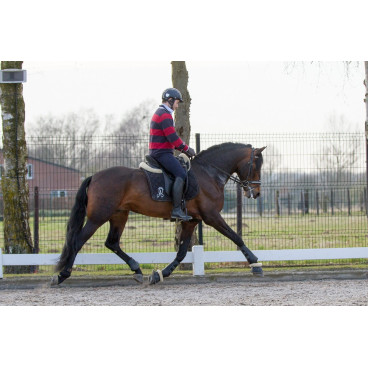 Etalon Dressage USA