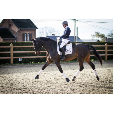 Jument dressage Finlande