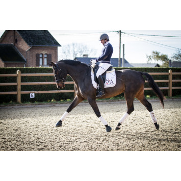 Jument dressage Finlande