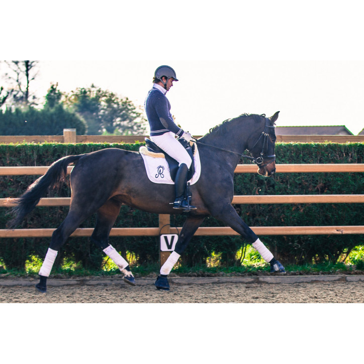 Jument dressage Finlande