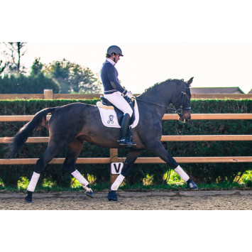 Jument dressage Finlande