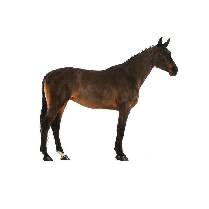 Jument dressage Finlande