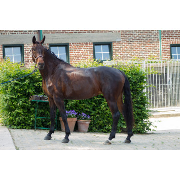Jument dressage Finlande