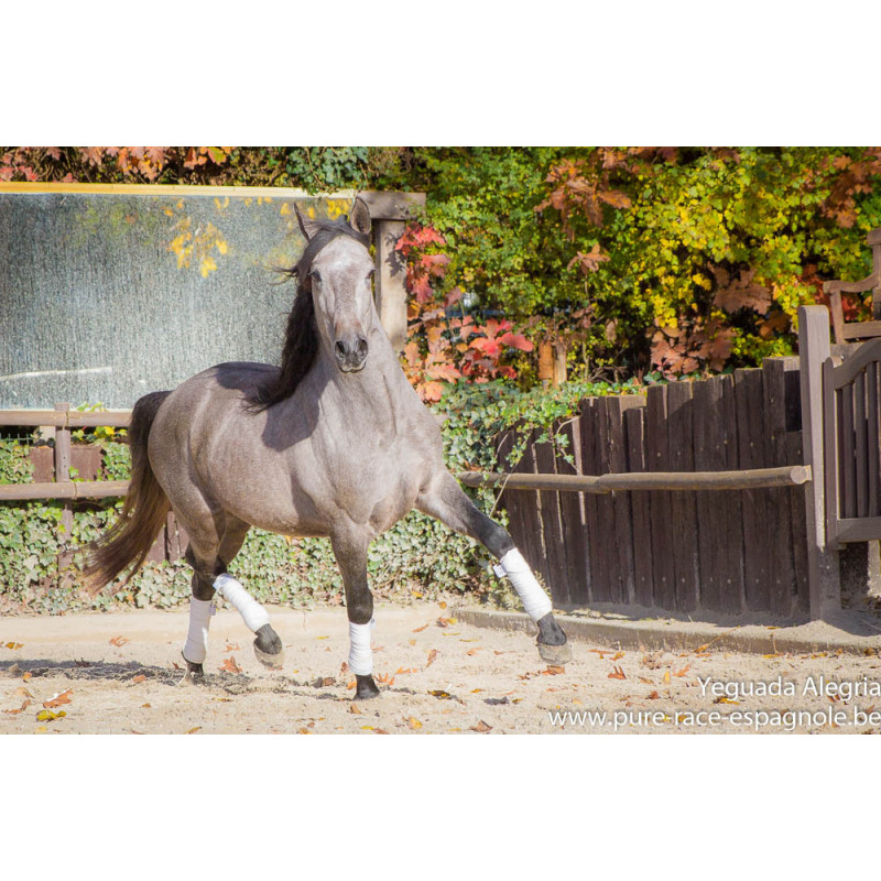 Hongre Dressage Allemagne