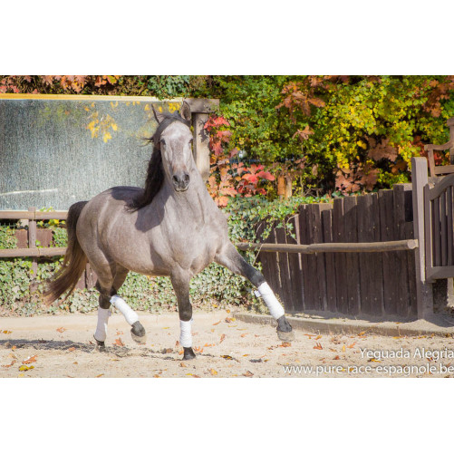 Hongre Dressage Allemagne