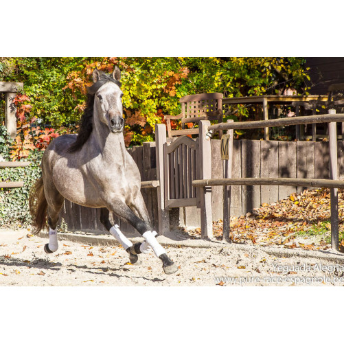 Hongre Dressage Allemagne