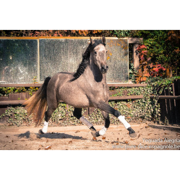 Hongre Dressage Allemagne