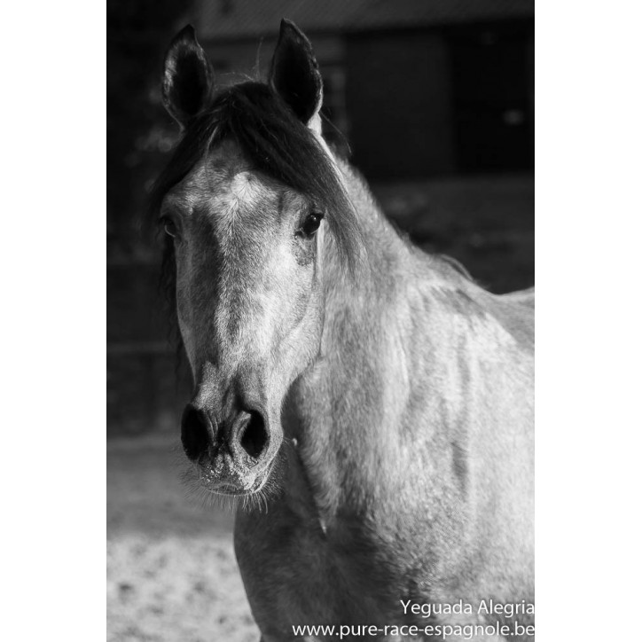 Hongre Dressage Allemagne
