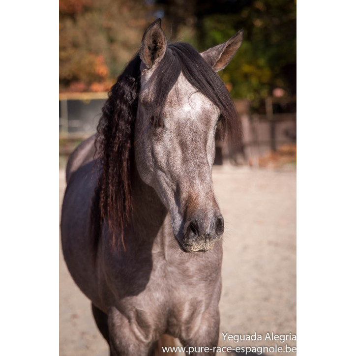 Hongre Dressage Allemagne