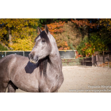 Hongre Dressage Allemagne